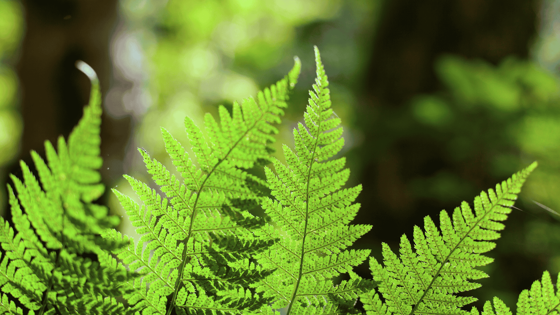 Dolomia Biodiversity Award